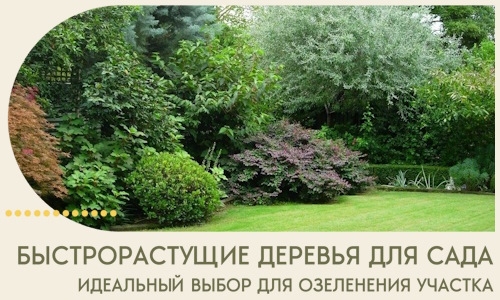 Быстрорастущие деревья для сада идеальный выбор в Тобольске